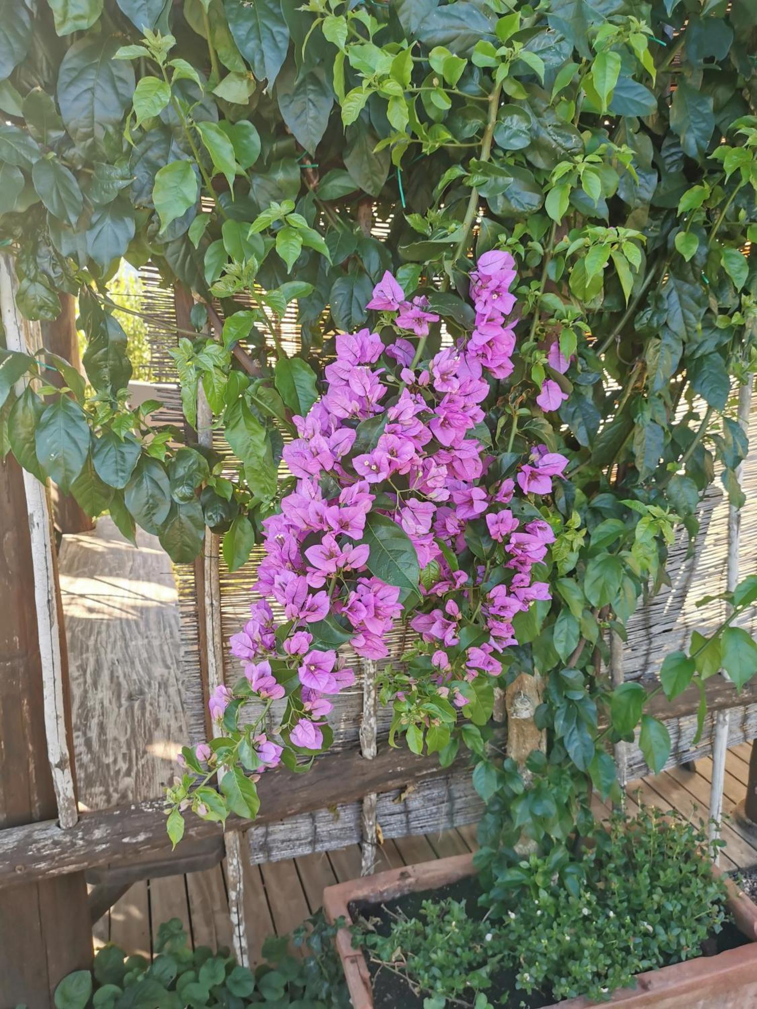 קסטנייטו קרדוצ'י Podere Serena מראה חיצוני תמונה